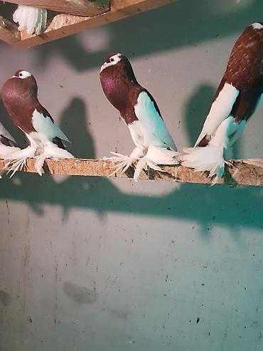 Pişiklər: Pişiklər -da lalafo.az — 20 Pişiklər: Pişiklər — 20