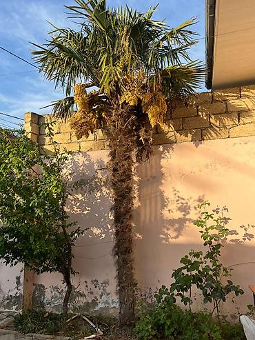 evkalipt ağacı haqqinda: Ağac hazırda çiçəkdədir və tam formalaşmış qalın lifli gövdəsi ilə — 3