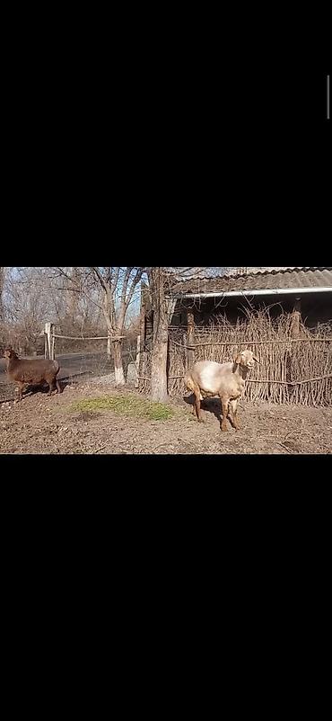 Баран, овца: Продаю | Овца (самка) | Для разведения | Матка — 6