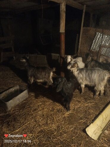 Keçi, çəpiş: 7 bas disi damazliga yararli elde saxlanan tam saglam keci cepis — 6