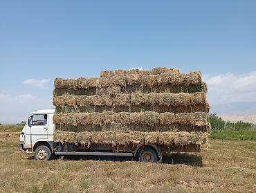 Коммерческий транспорт: Грузовик, MAN, Стандарт, 7 т, Б/у — 8