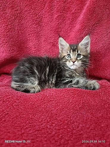 жаныбарлар ат: Мейн-Куны 🥰🥰🥰. Продаются котята Рысята ♥️ Чистокровные, Шикарные — 7