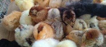 куры гриз бар: Продаю | Цыплята | Домашняя