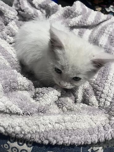 котик белый: Кошка даром: Беспородная, 1 месяц, Мальчик — 6
