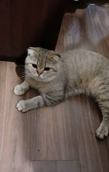 в добрые руки котята: Шотладская вислоухая, В добрые руки