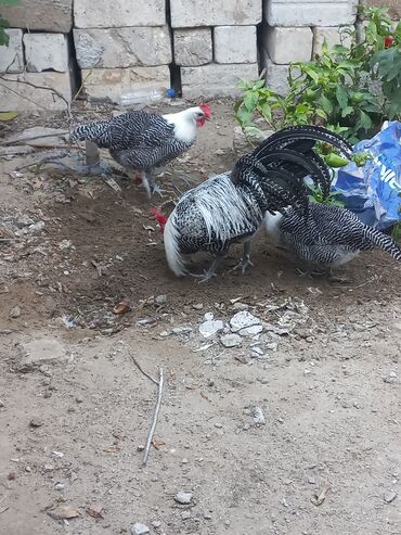 клетки для бойцовых петухов: Toyuq, Damazlıq