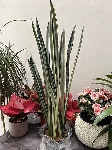 Комнатные растения: Бесплатная доставка по городу 🚗🪴 (Guzmania) с ярким красно‑оранжевым — 4