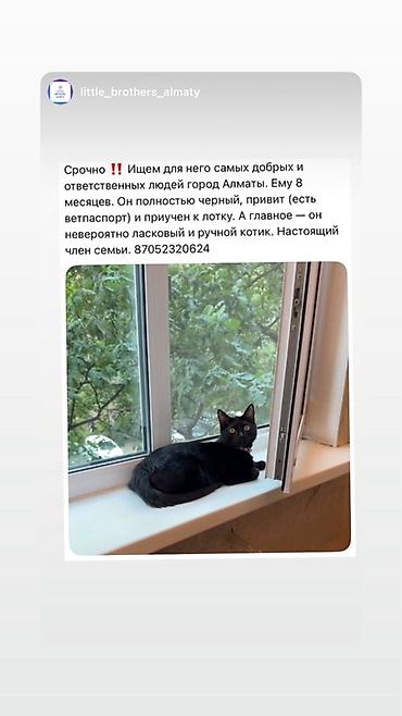 сливи пантеры: Кошка даром: Бомбейская, 8 месяцев, Мальчик, С прививками — 1