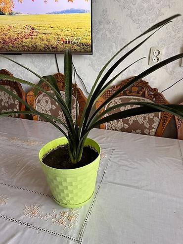 яркие: Кливия (Clivia) в декоративном кашпо Рассмотрю обмен - Комнатное — 2