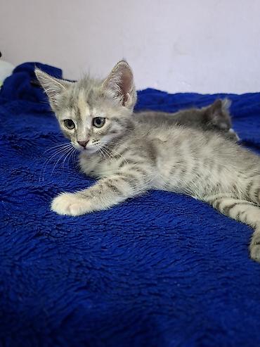 Мышыктар: Отдаю котят . Пишите пожалуйста на вотцап На выбор два окраса: - — 4