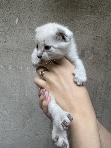 кошка шатланка: Отдаю котят 2 девочки 1 мальчик