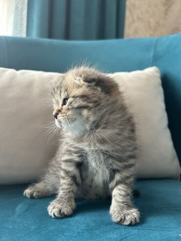 Pişiklər: Şotland, Erkək — 2