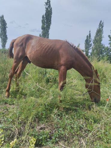 лошадь кыргызстан: Продаю | Жеребец | Полукровка | Для разведения, Для молока, Рабочий | Племенные