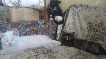 японская порода собак акита: Отдам в хорошие руки котят . белый котенок. черный котенок. полосатый
