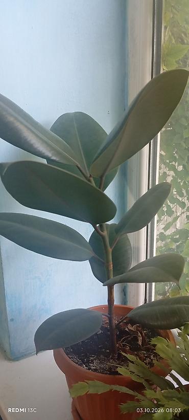 ярки: Фикус эластика (Ficus elastica), сорт с крупными тёмно‑зелёными — 3