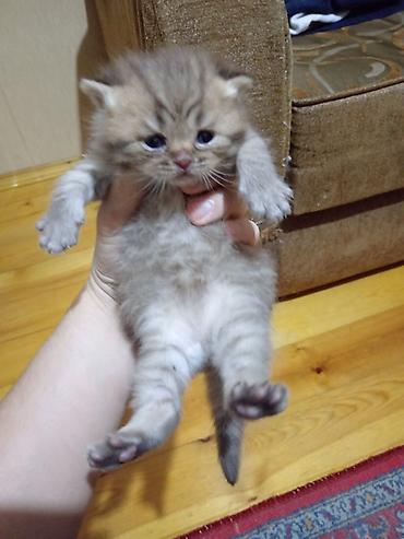 Pişiklər: Britan, Erkək, Yaxşı əllərə, Ünvandan götürmə — 10