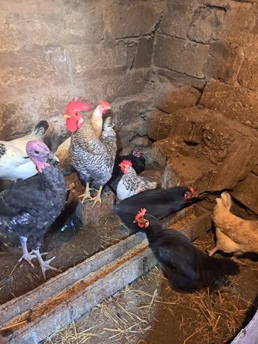 отдам в добрые руки щенка баку 2019: Курица, Для разведения