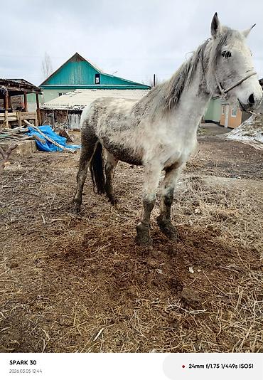 Лошади, кони: Продаю | Кобыла (самка) | Рабочий — 2