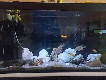 ocean filter: Akvarium-şkaf, Balıqlarla birlikdə, 230 l — 6