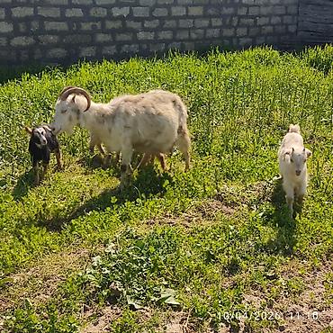 Keçilər, çəpişlər: - Ana bala keçi dort balasi var üçü erkey biri disididi cins heyvandi — 11