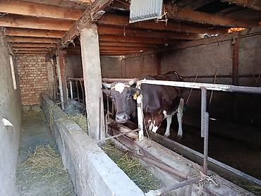 убойня: Farm КРС, 30 соток, Действующий, Частично с оборудованием, Электричество — 7