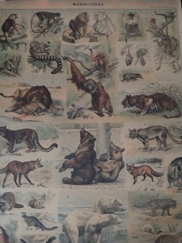 Şəkillər, tablolar: Məhsul: Təbiət mövzulu vintage üslubunda illüstrasiya posterləri — 3