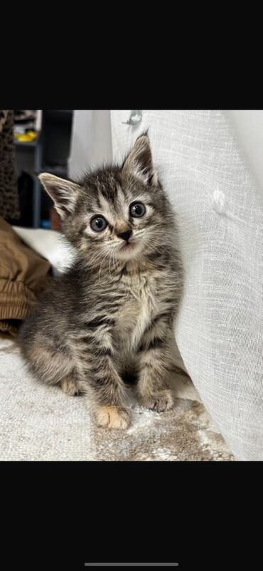купить бельгийскую овчарку: Котёнок тигрового окраса (серо-чёрный табби) с выразительными серыми