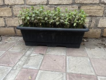 1 qizil gulun qiymeti: Uzun plastik balkon çiçək və göyərti əkmək üçün qab Xüsusiyyətlər: -