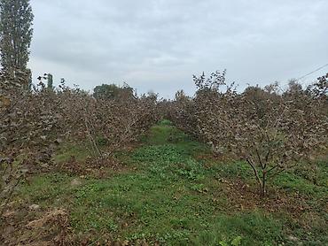 bag evi kirayə gunluk: 15 sot, Tikinti — 4