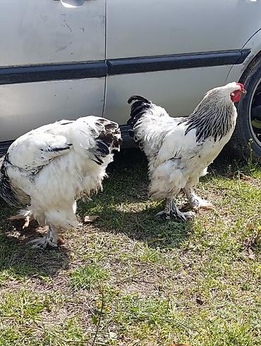 Digər quşlar: 3 dənə xoruzdu Heç 1 yaşları yoxdu 2 si təzə banlamağa başlayıb biri — 2