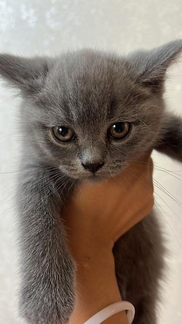 котенок британский: Британский короткошёрстный котёнок, окрас сплошной голубой (серый) — 1