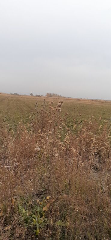 продаётся дом рабочий городок: 400 соток, Айыл чарба үчүн