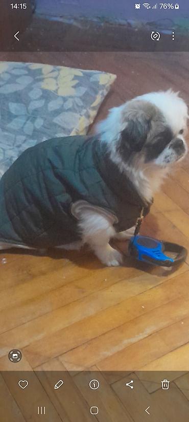 İtlər: Pekines, 10 ay, Peyvəndli — 10