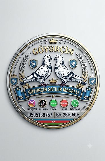lalafo goyercin satisi: Məhsul: Göyərçin Təsvir: - Masallıda müxtəlif cins və rəng — 1
