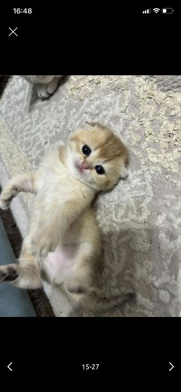 Pişiklər: Şotland — 8