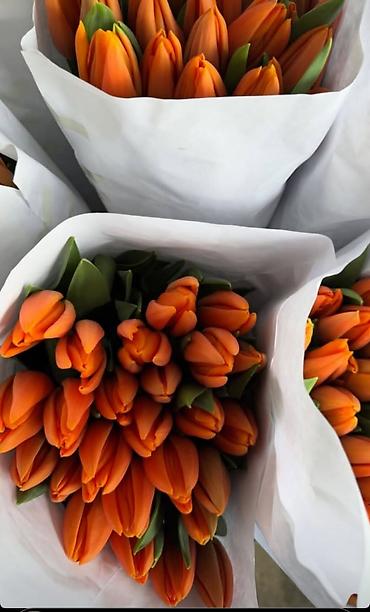 Букеты из живых цветов: 🔥 **ТЮЛЬПАНЫ ОПТОМ К 8 МАРТА ПРЯМО ИЗ ТЕПЛИЦЫ** 🔥 Голландские at lalafo.kg — 2 Букеты из живых цветов: 🔥 **ТЮЛЬПАНЫ ОПТОМ К 8 МАРТА ПРЯМО ИЗ ТЕПЛИЦЫ** 🔥 Голландские — 2