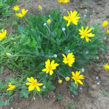 Toxumlar: Həyət gülleri. 90növ çesid var! — 10