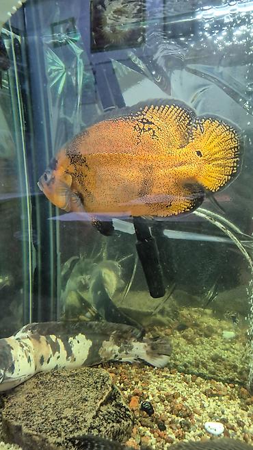 Балыктар: Астронотусы (Oscar, Astronotus ocellatus) — крупные декоративные — 6
