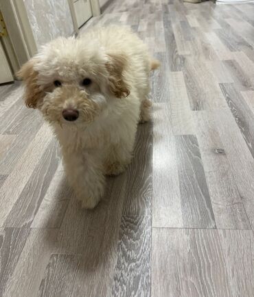 simental inekler satilir: Pudel cinsidir. Ağıllı heyvandır və 3 aylıgdır Bitə birəyə qarşı