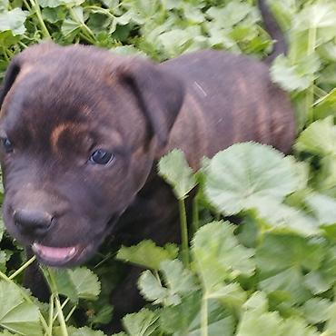 Продажа собак: Питбуль, 1 месяц, Самец at lalafo.kg — 8 Продажа собак: Питбуль, 1 месяц, Самец — 8