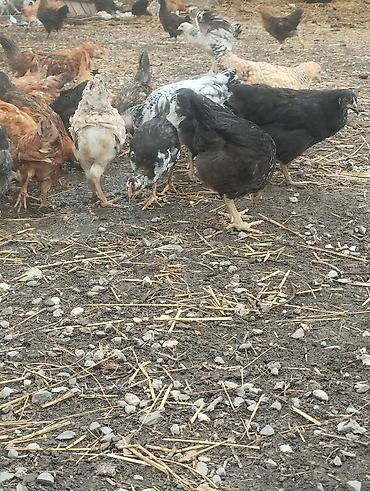 Toyuqlar: Kent Çolpaları Təsvir: - Təbii şəraitdə saxlanılan, sərbəst otlayan — 17