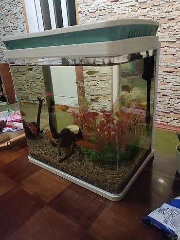 akvarium az: Salam zavod akvarumdu hec bir cizigi sinigi yoxdur şekilde gorunduyu — 2