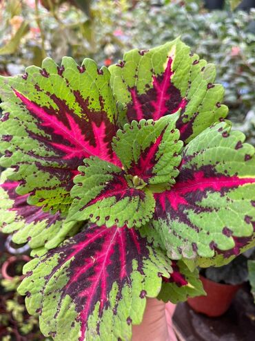 Другие виды семян и саженцев: Колеусы есть в стаканчиках и большие — 16