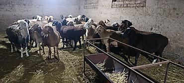 бараны беловодское: Продаю | Овца (самка) | На забой, Для разведения, Для шерсти | Матка — 4