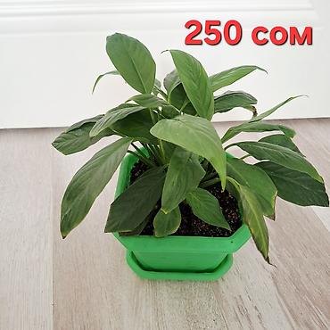 Фикустар: Распродажа комнатных цветов‼️‼️‼️ Фикус эластика (Ficus elastica) в — 4