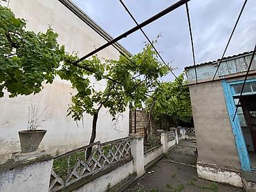 фонтан для сада: Bağ sahəsi – üzüm çardağı, gül kolları və yaşıllıq - Sahədə iri üzüm — 10
