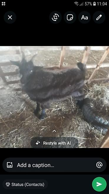 alpin keçi: Erkek cepişdir — 1