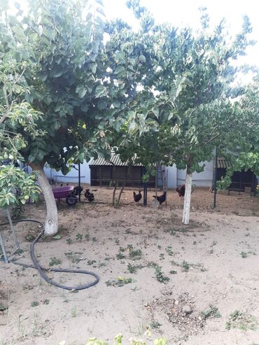 Həyət evləri və villaların satışı: Albalı 7 otaqlı, 220 kv. m, Kredit yoxdur, Yeni təmirli — 7