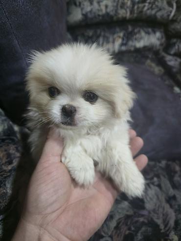 İtlər: Pekines, 2 ay, Dişi — 24