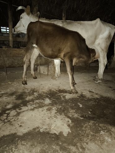 inek sortlari: Dişi, il: 1, Damazlıq, Südlük, Ətlik